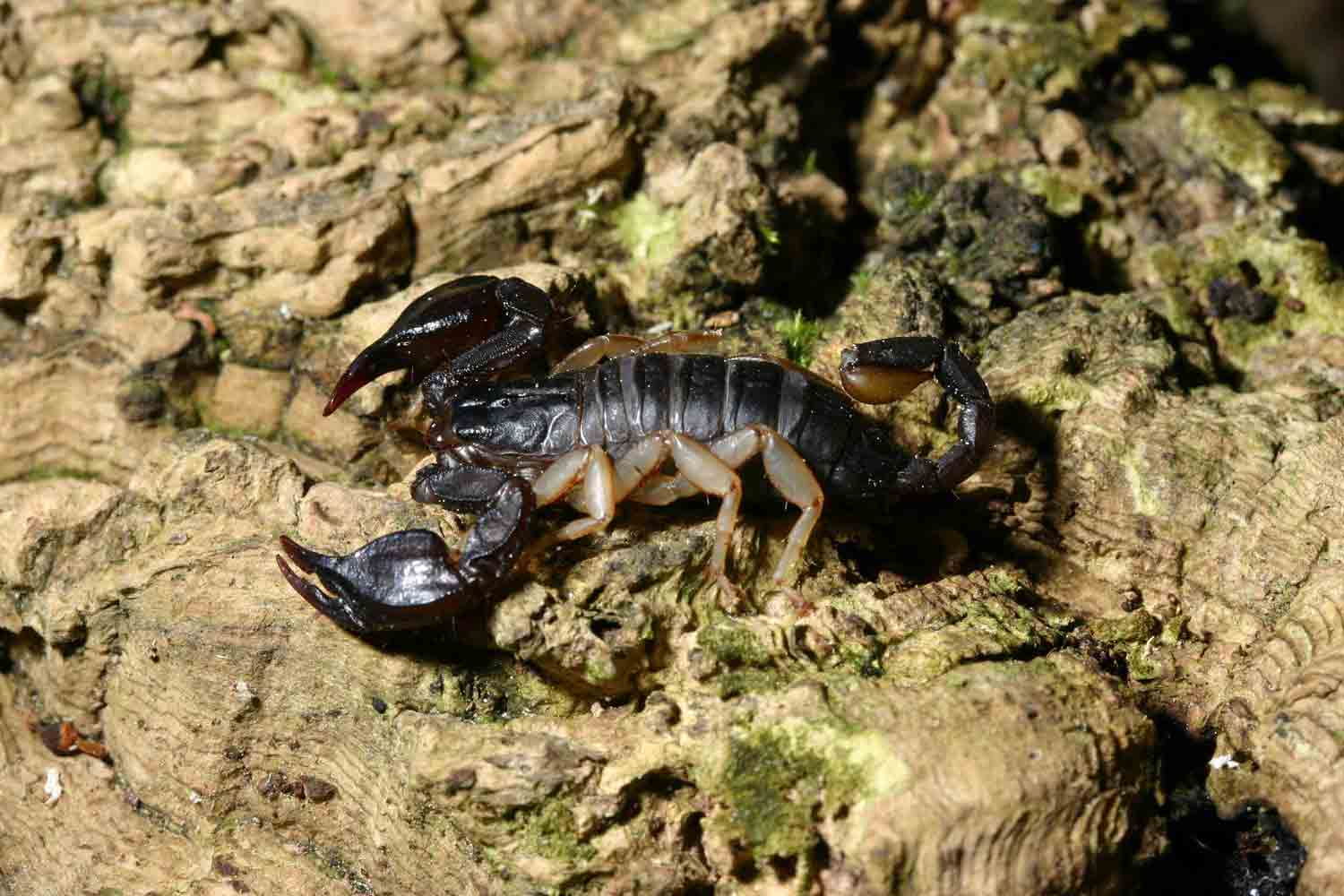 Scorpione - Euscorpius sp.